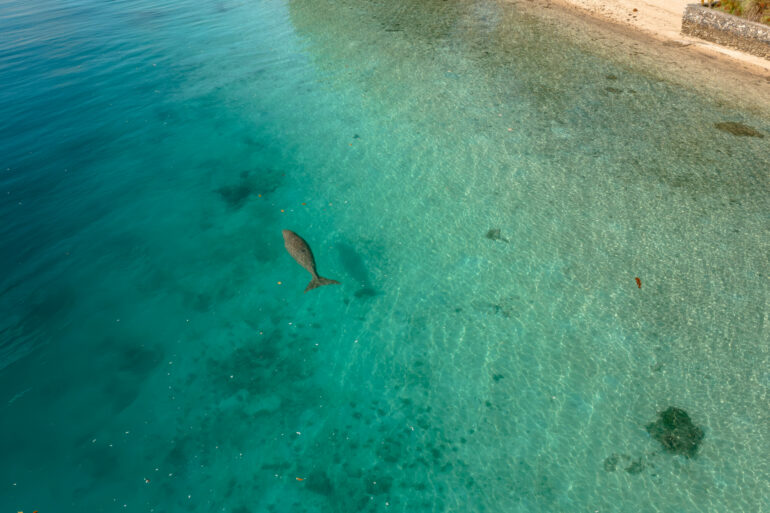 Snorkeling and Dugong Watching
